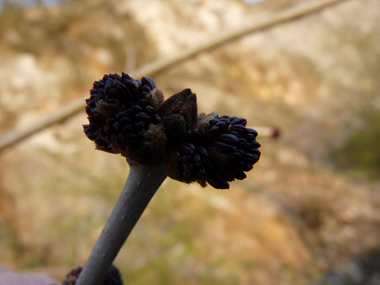 Très petites fleurs dépourvues de sépales et de pétales. Agrandir dans une nouvelle fenêtre (ou onglet)